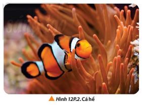 Giải Lý 10 Bài 12