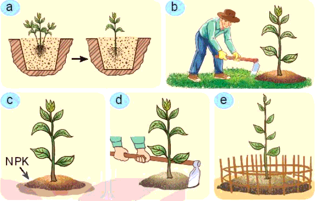 Soạn Công nghệ 7