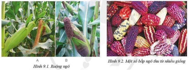 Giải Công nghệ 10 Bài 9