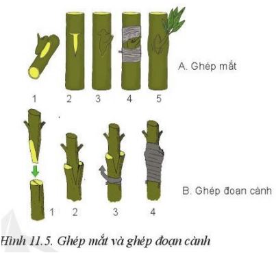 Giải Công nghệ 10 Bài 11