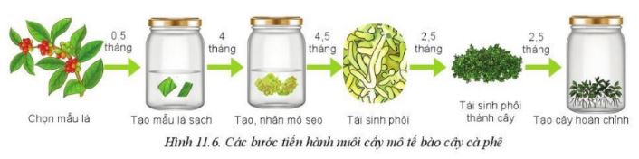 Giải Công nghệ 10 Bài 11