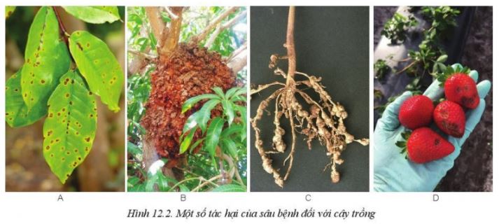 Giải Công nghệ 10 Bài 12