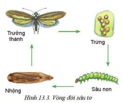 Giải Công nghệ 10 Bài 13