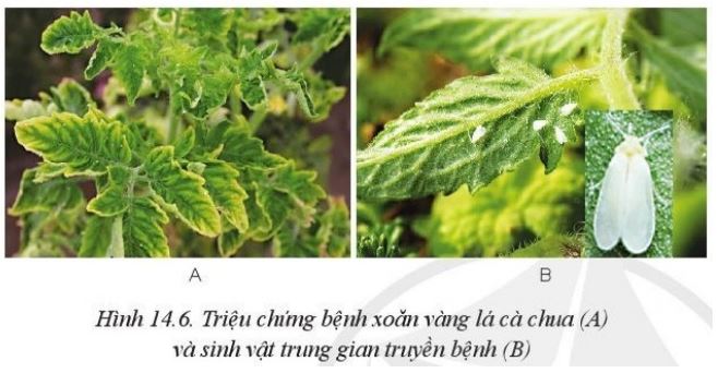 iải Công nghệ 10 Bài 14