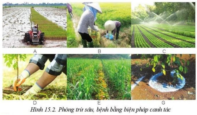 Giải Công nghệ 10 Bài 15
