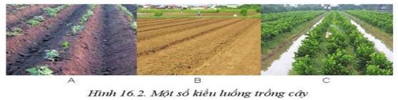 Giải Công nghệ 10 Bài 16