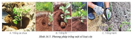 Giải Công nghệ 10 Bài 16