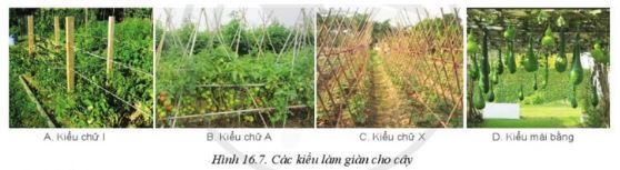 Giải Công nghệ 10 Bài 16