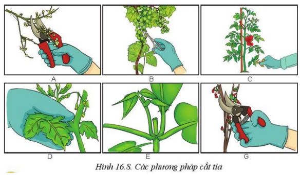 Giải Công nghệ 10 Bài 16