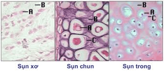 Lý thuyết Sinh học 8 Bài 5: Thực hành: Quan sát tế bào và mô hay, chi tiết