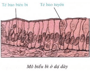 Lý thuyết Sinh học 8 Bài 5: Thực hành: Quan sát tế bào và mô hay, chi tiết
