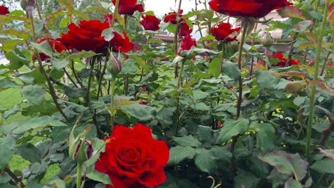 Tả một loài hoa mà em thích