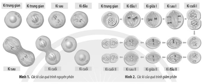 Giải Sinh 10 Ôn tập chương 4 CTST