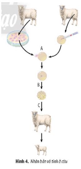 Giải Sinh 10 Ôn tập chương 4 CTST