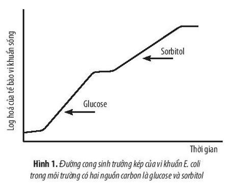 Giải Sinh 10 Ôn tập chương 5 CTST