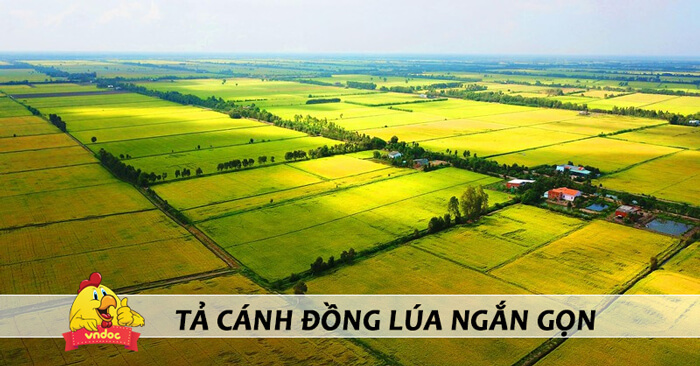 ta canh dong que em lop 5 ngan gon