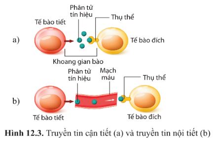 Giải Sinh 10 Bài 12