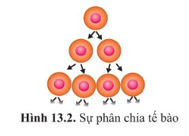 Giải Sinh 10 Bài 13