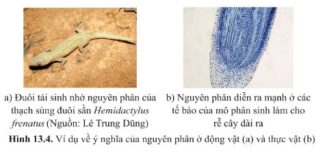 Giải Sinh 10 Bài 13