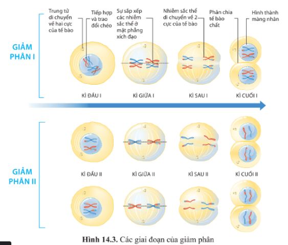 Giải Sinh 10 Bài 14