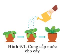Giải Sinh 10 Bài 9