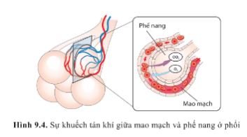 Giải Sinh 10 Bài 9