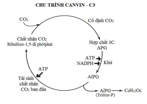 ôn tập sinh học 11