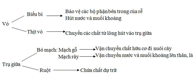 ôn tập sinh học 11