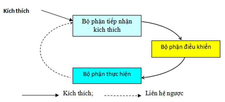 ôn tập sinh học 11