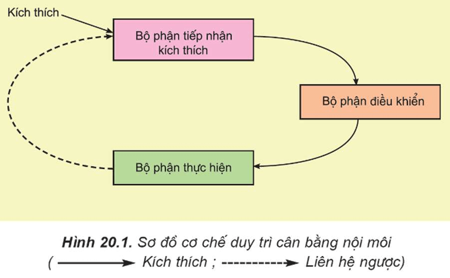 ôn tập sinh học 11
