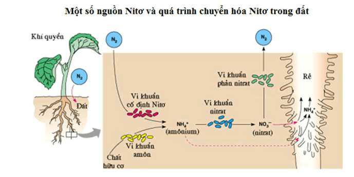 ôn tập sinh học 11