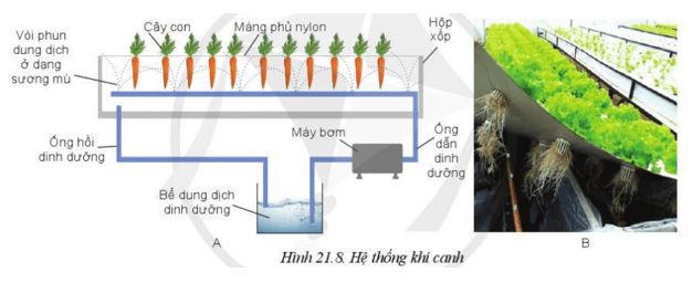 Giải Công nghệ 10 Bài 21