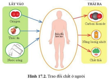 Hình 17.2 Khoa học tự nhiên 7 Cánh diều