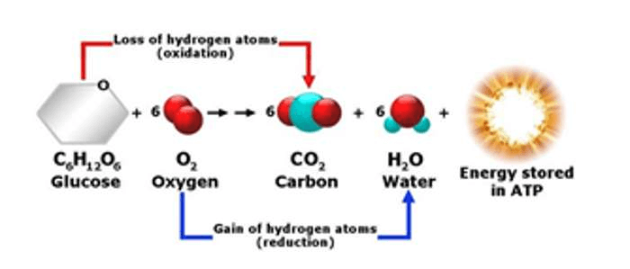 ôn tập sinh học 10