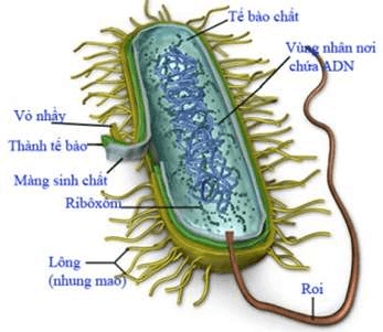 ôn tập sinh học 10