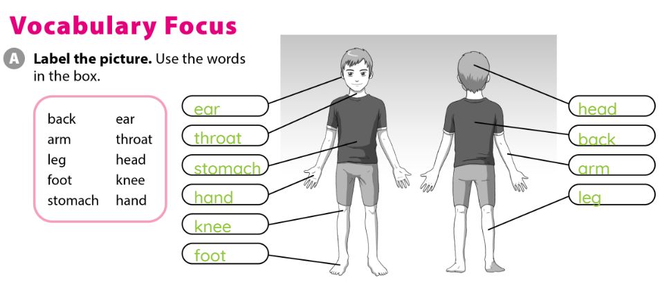 SBT Tiếng Anh 7 Cánh Diều Unit 8 Vocabulary Focus