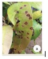 Đề thi giữa học kì 2 môn Công nghệ 10 Kết nối tri thức năm học 2022 - 2023