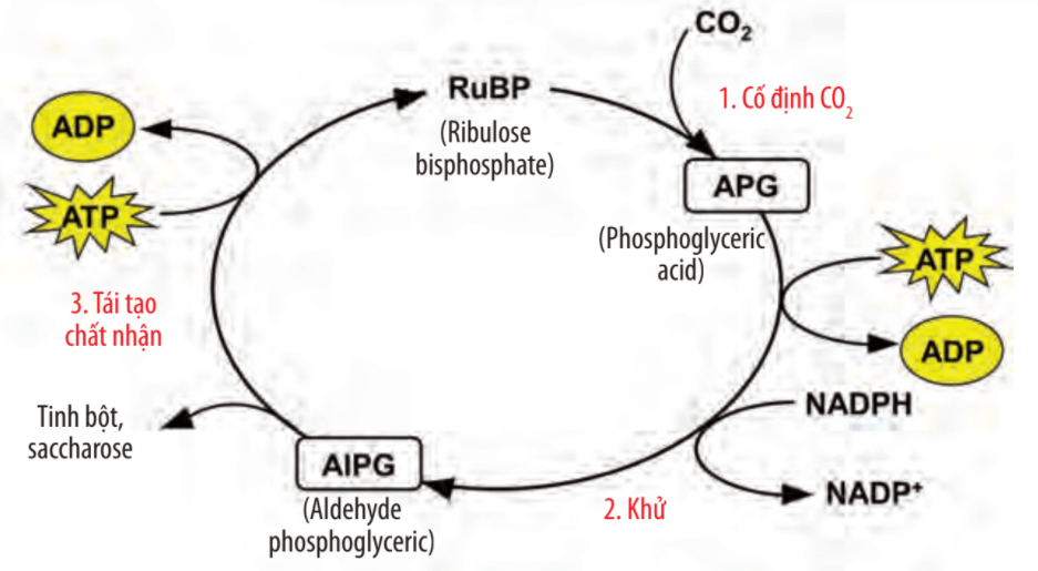 Lý thuyết sinh học 10
