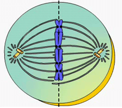 Lý thuyết Sinh học 10