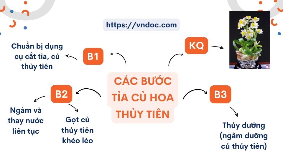 Vẽ sơ đồ tóm tắt các bước gọt củ hoa thủy tiên