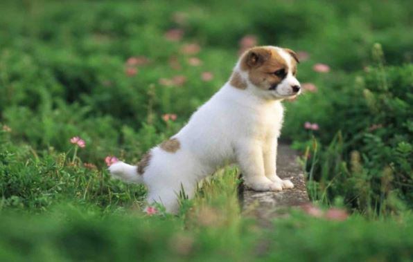 Tả con chó lớp 2 - Bài làm 13