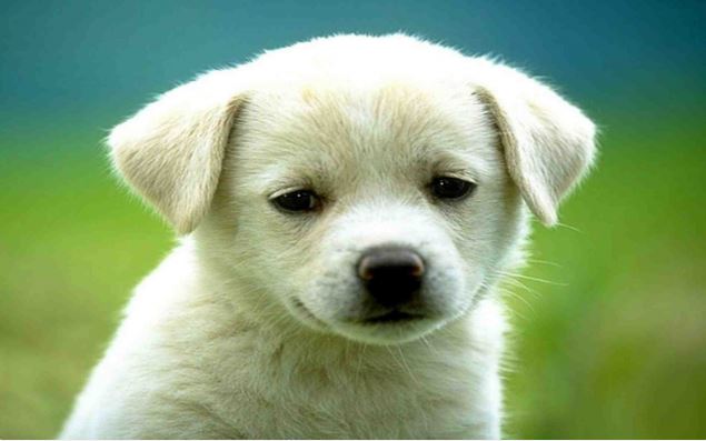 Tả con chó lớp 2 - Bài làm 8