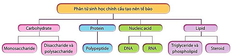 lý thuyết sinh học 10