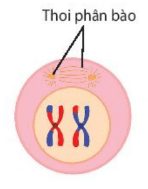 lý  thuyết sinh học 10