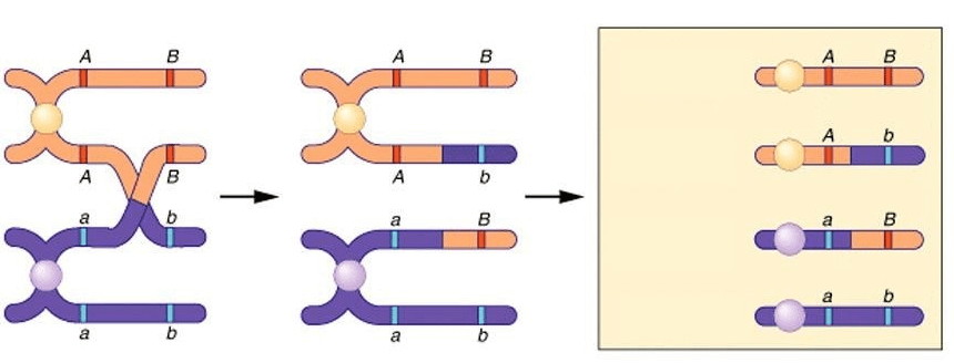 lý  thuyết sinh học 10