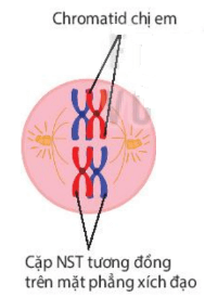 lý  thuyết sinh học 10