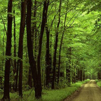 Rừng xà nu - Nguyễn Trung Thành