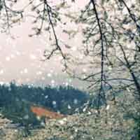 Đề 1: Cảm nhận về tình cảm giữa bộ đội miền xuôi và người dân Việt Bắc qua hai khổ thơ đầu