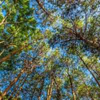 Đề 1: Cảm nhận về vẻ đẹp cây xà nu trong đoạn trích mở đầu và kết thúc tác phẩm