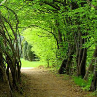 Đề 2: Cảm nhận về nhân vật Tnú trong đoạn trích: "Một ngón tay Tnú... sẽ không kêu! Không!"